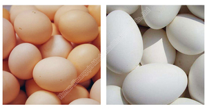 Máquina Automática para Lavar Huevos, Lavadora de Huevos de Gallina, Codorniz y Pato, Máquina para Limpiar Huevos, <span class=keywords><strong>Precio</strong></span> - Product Image 6