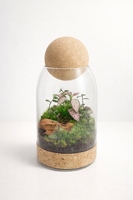Terrarium en verre moderne et écologique avec couvercle pour plantes et fleurs, transparent, pour jardin et usage domestique
