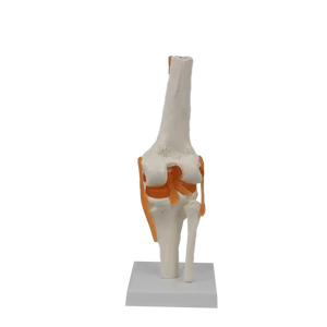 Modelo Anatómico de Rodilla Humana de Tamaño Real con Ligamentos para Ciencias Médicas - Product Image 5