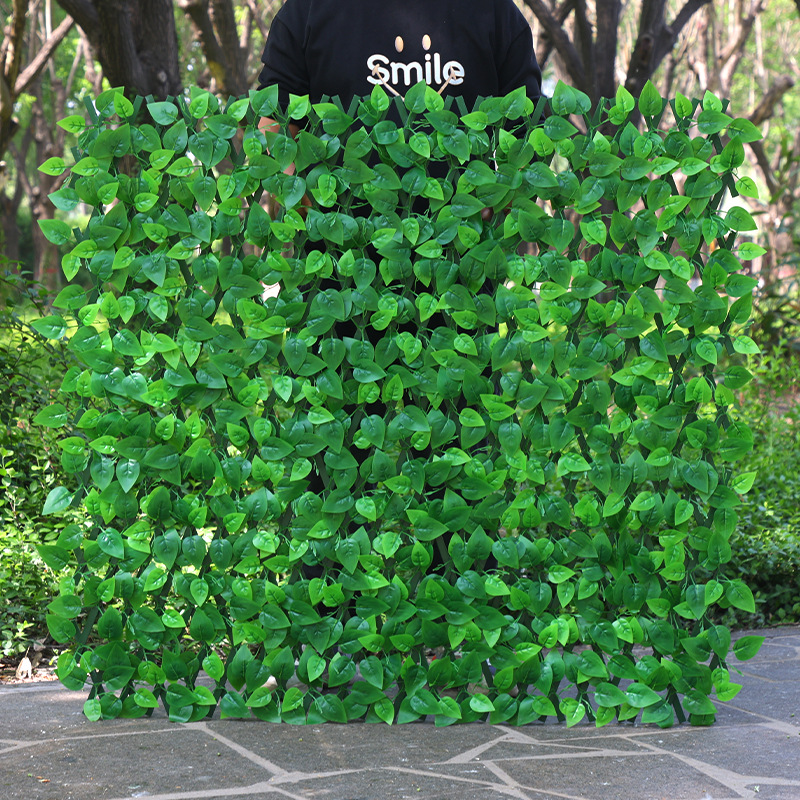 Feuilles de lierre vert