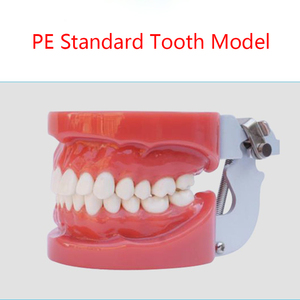 Modelo de Dientes en Oferta, Modelo de Prótesis Dental Estándar para Adultos, Modelo de Demostración para Niños - Product Image 2