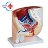 Modèle d'organe humain du système urinaire HC-S269 pour usage hospitalier et scolaire, modèle anatomique de pelvis masculin pour les sciences médicales