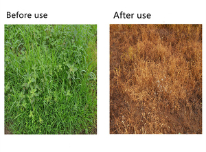 เพน็อกซ์ซูลัม 2.5% โอดี / 25% เอสซี / 25% ดับเบิ้ลวีดจี สารกำจัดวัชพืชหลังการปลูกข้าว สำหรับควบคุมวัชพืช<span class=keywords><strong>ชนิด</strong></span>บาร์นยาร์ดกราส ใบกว้าง และวัชพืชชนิดอื่นๆ ในนาข้าว - Product Image 5