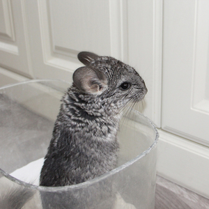 Sable de bain écologique DongnaiPETS pour hamsters et chinchillas, sans poussière, en forme de bande, hautement absorbant, contrôle des odeurs supplémentaire, jetable dans les toilettes - Product Image 2