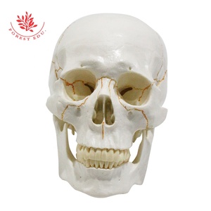 Modelo de calavera FRT020 Material de PVC Placa de sutura ósea Fijación de resorte Movimiento de mandíbula Cráneo de 3 partes anatómico - Product Image 4