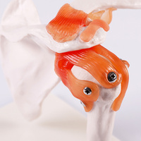 Modelo de Esqueleto Humano con Articulación del Hombro a Tamaño Real A1023, para Enseñanza Médica, Exhibición en Clínicas, Escuelas y Laboratorios