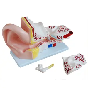 Modelo de anatomía de los oídos, nuevo estilo humano, 5 veces grande, modelo de enseñanza de la anatomía del oído con 3 piezas para ciencia médica