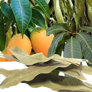 Xoài lá không khí khô hữu cơ toàn bộ số lượng lớn gói thực vật tự nhiên dễ vỡ xoài trà lá lỏng thảo mộc tùy chỉnh Túi/Túi/Cắt/pha trộn - Product Image 3