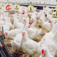 Mangeoire automatique personnalisée pour poulets avec système de distribution par plateau et construction en plastique pour poulets de chair et reproducteurs
