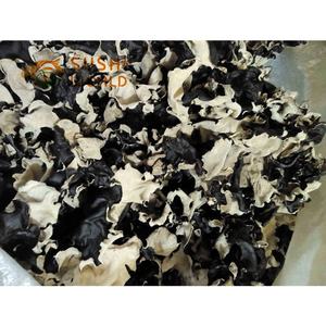 ราคาโรงงานคุณภาพระดับพรีเมียมแห้งชิ้นสีดํา AGARIC Fungus - Product Image 2