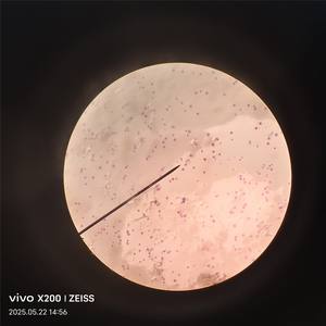 30 Lames de microscope en verre pour biologie cellulaire et génétique, spécimens humains et animaux, pour écoles de médecine - Product Image 4