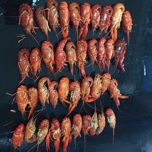 กุ้งเครย์ฟิช/กุ้งแม่น้ำแช่แข็งทั้งตัว ฤดูกาลใหม่ - Product Image 2