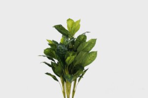 Cây Cảnh Nhân Tạo Thường Xanh Trung Quốc 110CM 66 Lá Cây Cảnh Cây Cảnh Cây Cảnh Thiết Kế Mới - Product Image 2