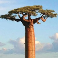 Poudre d'extrait de baobab de haute pureté de qualité alimentaire complètement soluble dans l'eau