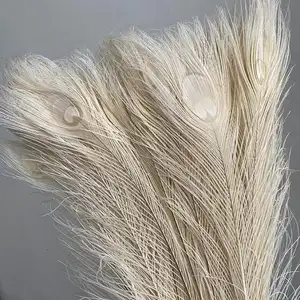 Bleached White Peacock Tail Feathers For Sale Cheap