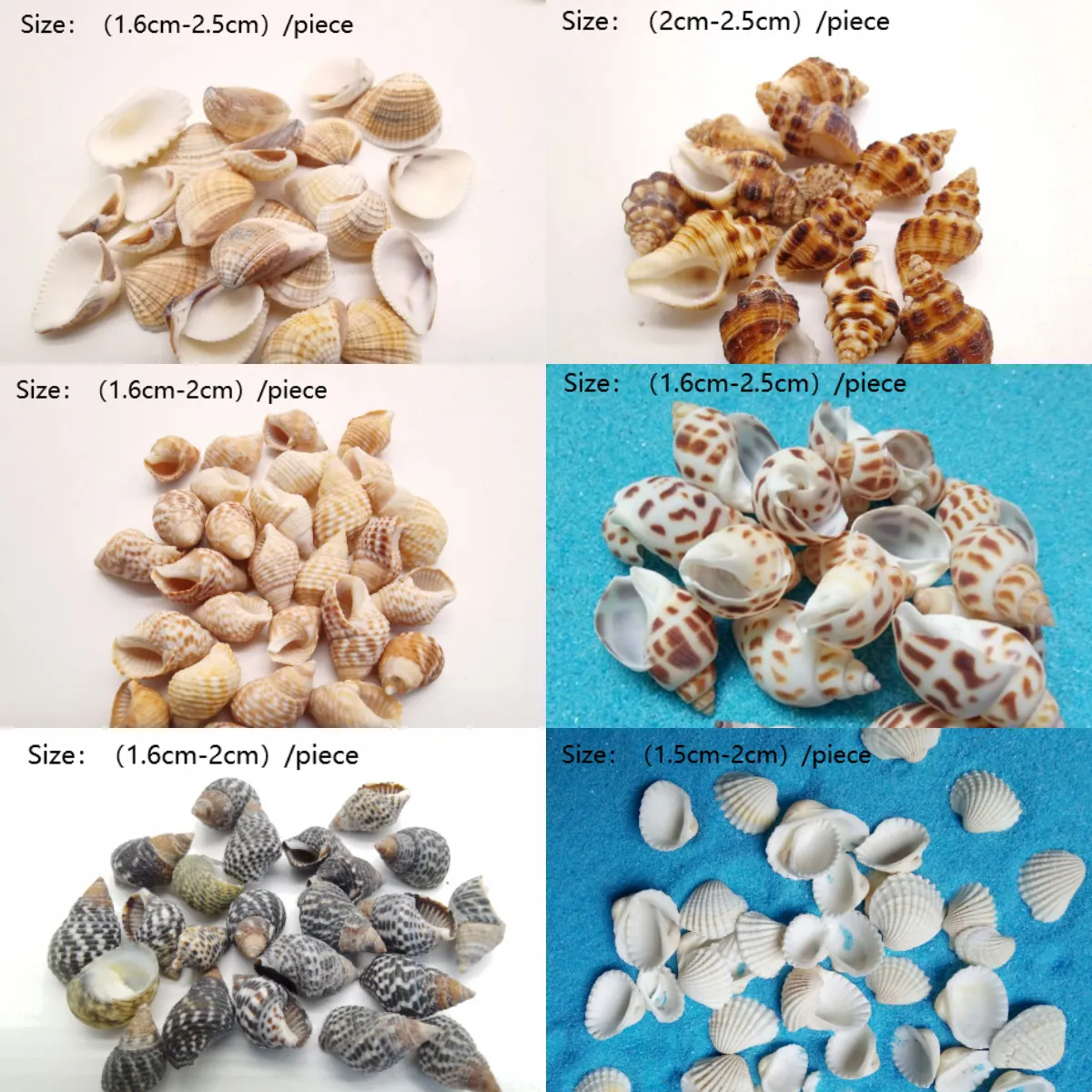 Toptan doğal Mini Seashell Conch Seashell Cowrie DIY ev dekorasyon için doğal zanaat deniz kabukları