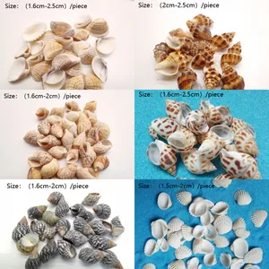 Wholesale Natural Mini Seashell Conch Seashell Cowrie For DIY Home Decoration Natural Craft Seashells