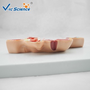Modelo Anatómico de Cabeza Humana, Sección Sagital, Nervio Craneal, Estructura Vascular, para Enseñanza de Neurología y Estomatología en Facultades de Medicina - Product Image 2