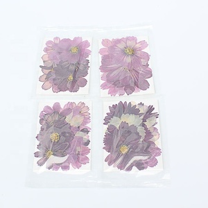 M044 Whole Sale Mixed Dry Purple Cosmos Pressed <strong>Flowers</strong> Natural Real Dried <strong>Flower</strong> <strong>Press</strong> for Wedding Card Making Mother's Day - Product Image 3