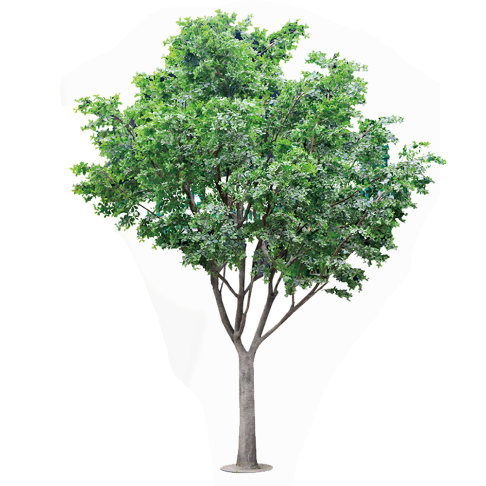 Artificial Ficus Benjamina Tree