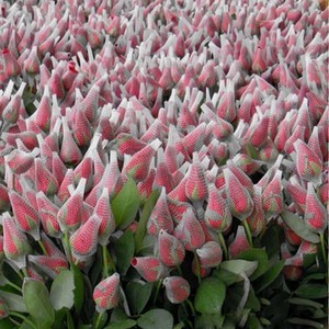 Filets de protection pour bourgeons de roses en plastique - Product Image 6