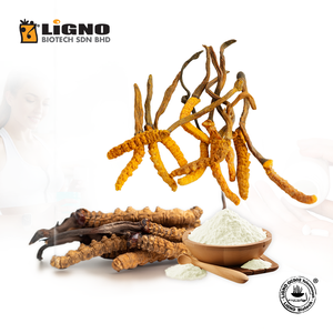 ซัพพลายเออร์ที่เชื่อถือได้จากมาเลเซีย Ophiocordyceps sinensis LiGNO OCS02 สารสกัดจากพืชที่มีคุณสมบัติทางพฤกษศาสตร์ เหมาะสำหรับผลิตภัณฑ์ดูแลส่วนบุคคลและเครื่องสำอางบริสุทธิ์ - Product Image 1