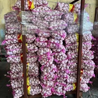 Verse pure witte knoflook groenten groothandelsprijs Optimum merk gaas zakken Top kwaliteit nieuwste oogst geëxporteerd Shandong China