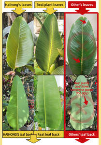 Arbre artificiel en plastique, bananier paradis, 4 pieds, écologique, durable, plante en <span class=keywords><strong>pot</strong></span>, décoration intérieure et extérieure <span class=keywords><strong>pour</strong></span> la maison et l'hôtel - Product Image 5