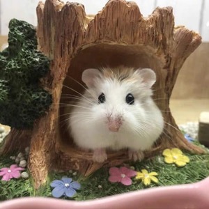 2026 Generation Hair Small Hamster Three-Line <strong>Pudding</strong> Zicang Silver Fox Living Thing Golden Bear Long Haired Curly Bear Short - Product Image 4