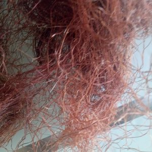 Yu mi xu-té Stigma <span class=keywords><strong>de</strong></span> maíz <span class=keywords><strong>de</strong></span> seda, flores secas, havested, natural, nuevo - Product Image 5