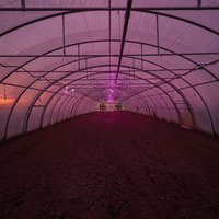 Serre tunnel agricole à simple travée en film plastique avec structure en acier galvanisé et film PE pour la culture de tomates et de laitues