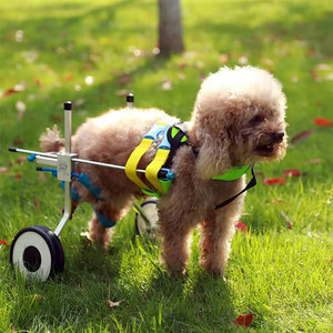 Chariot de <span class=keywords><strong>fauteuil</strong></span> <span class=keywords><strong>roulant</strong></span> <span class=keywords><strong>pour</strong></span> <span class=keywords><strong>chien</strong></span> Doggy cat <span class=keywords><strong>Fauteuil</strong></span> <span class=keywords><strong>roulant</strong></span> <span class=keywords><strong>pour</strong></span> <span class=keywords><strong>chien</strong></span> <span class=keywords><strong>handicapé</strong></span> <span class=keywords><strong>Fauteuil</strong></span> <span class=keywords><strong>roulant</strong></span> <span class=keywords><strong>pour</strong></span> pattes arrière - Product Image 6
