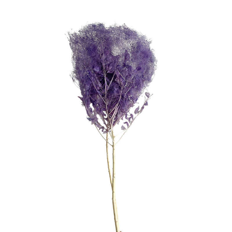 Pourpre