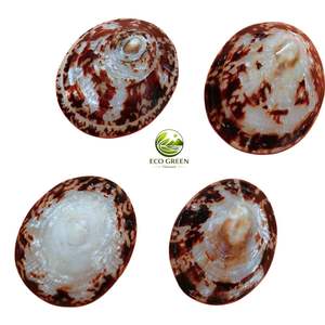 Concha de Limpet Ecológica de Alta Calidad, Concha Marina de Vietnam, Concha Redonda Hecha a Mano, Recuerdo Moderno Natural - Product Image 3