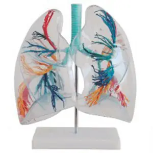 BIX-A1074 pvc שקיפות אנטומיים פלחי ריאות האדם מודל 2x מוגדלת לחינוך מדעי הרפואה - Product Image 1
