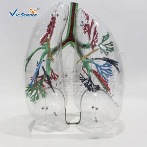 แบบจำลองโครงสร้างระบบทางเดินหายใจ; แบบจำลองต้นลมหายใจและส่วนท่อน้ำหลอดลมที่สมบูรณ์; ของแสดงทางวิทยาศาสตร์กายวิภาค - Product Image 1