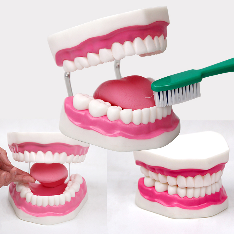 Dianzan Marionnette Dentaire En PVC – Modèle De Bouche Avec Dents, Langue Et Brosse à Dents – 15x9,5x11 Cm – Éducatif Pour L'apprentissage Du Brossage