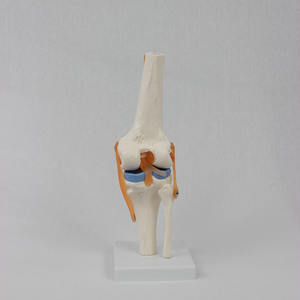 Modelo funcional de articulación de rodilla con ligamento <span class=keywords><strong>cruzado</strong></span> flexible <span class=keywords><strong>Menisco</strong></span> Modelo de anatomía humana Modelo esquelético de articulación de rodilla flexible - Product Image 4
