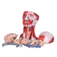 Modèle de dissection crânienne en 10 parties pour les nerfs et les vaisseaux cérébraux, avec muscles de la tête, pour l'enseignement de l'anatomie médicale, en PVC, pour la formation médecins et les étudiants en médecine