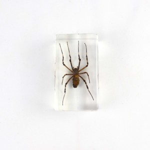 動物昆虫標本アクリル教師用品 - Product Image 5