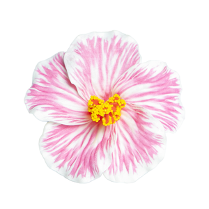 Meilleure Vente : <span class=keywords><strong>Fleur</strong></span> <span class=keywords><strong>de</strong></span> <span class=keywords><strong>Tiaré</strong></span> <span class=keywords><strong>Artificielle</strong></span> en Mousse <span class=keywords><strong>de</strong></span> Plage <span class=keywords><strong>de</strong></span> Haute Qualité (8 cm) et Pique à Cheveux Ours pour la Rentrée Scolaire et la Décoration <span class=keywords><strong>de</strong></span> Fêtes Insulaires - Product Image 4
