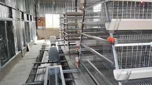 Automatische Kippengevogelte Eierlagen Kooi Heet Gegalvaniseerd Boerderij Ontwerp Een Type Kooi - Product Image 6