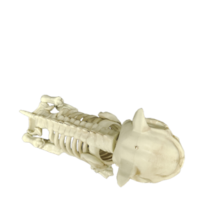 โครงกระดูกพลาสติกคุณภาพสูงแบบใหม่ รูปแบบโครงกระดูกปั๊กสุดหลอน สำหรับตกแต่งวันฮาโลวีน - Product Image 5