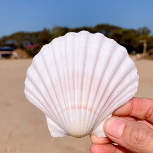 SCALLOP SHELL - SEASHELL <b>CRAB</b> SHELL for CRAFTS - Product Image 3