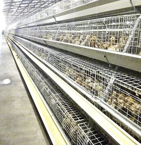 10000 kuşlar pil-elektrikli tavuk kümesi a-tipi tavuk kafesi tavuk çiftliği için tam otomatik su temini sistemi dayanıklı çelik - Product Image 5