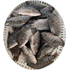 Poisson Tilapia Noir Entier en Gros, Fruits de Mer - Product Image 3