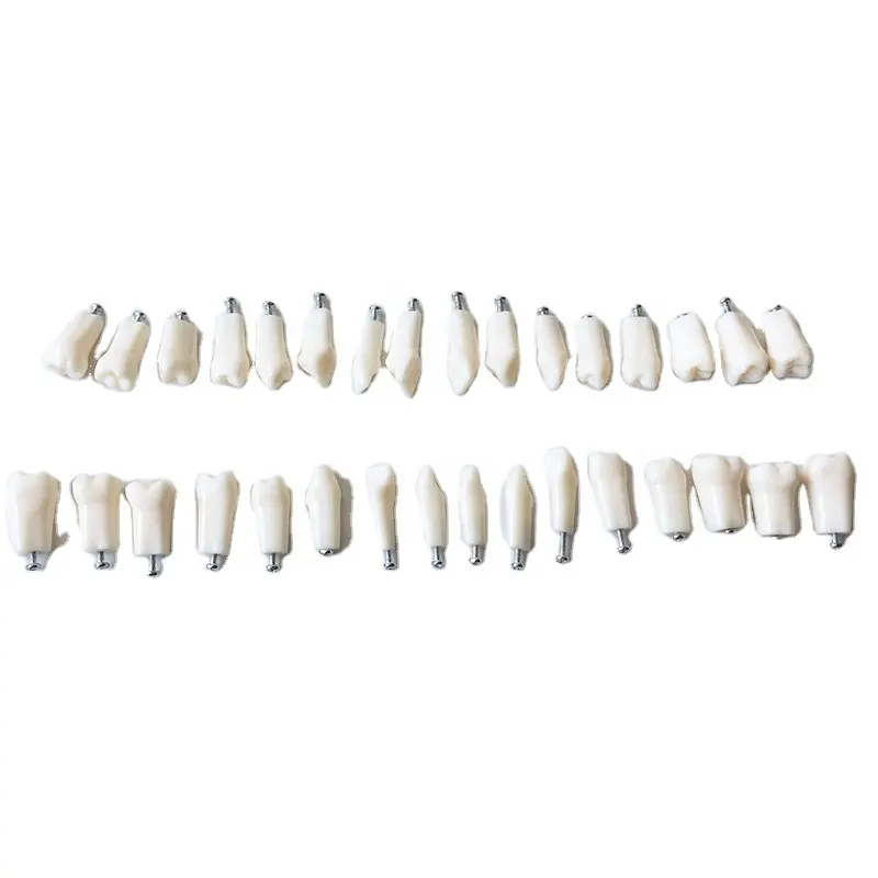 Typodont Replacement Teeth With 32 Screws for Standard Model suitable for Nissin 200 or 500