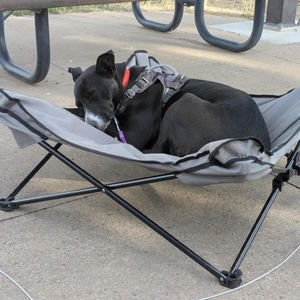 Cama Elevada para Perros, Cama Plegable Acolchada para Mascotas, Cama Elevada Portátil para Perros para Interiores y Exteriores - Product Image 6