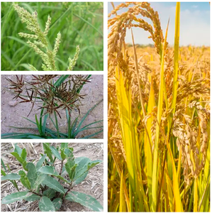 Bispyribac-sodio 20% SC OD <span class=keywords><strong>Herbicida</strong></span> Sistémico Selectivo Contra Malezas Anuales en Campos de Arroz y Granjas - Product Image 3