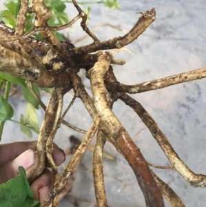 San ye wu jia Новый Дикий сухой трехслойный корень акантопанакса для травы - Product Image 5